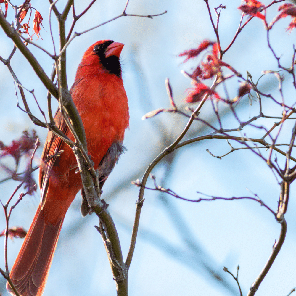 Best Bird Feeders For Cardinals