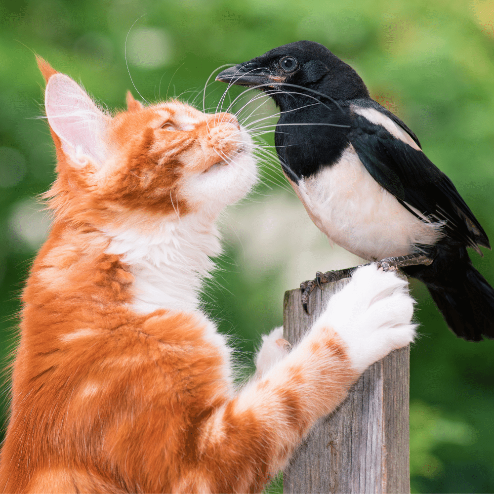 Best Cat Window Perch For Your Furry Friends