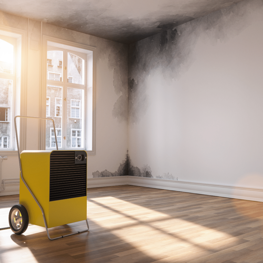 Top 5 Air Purifiers for Mold