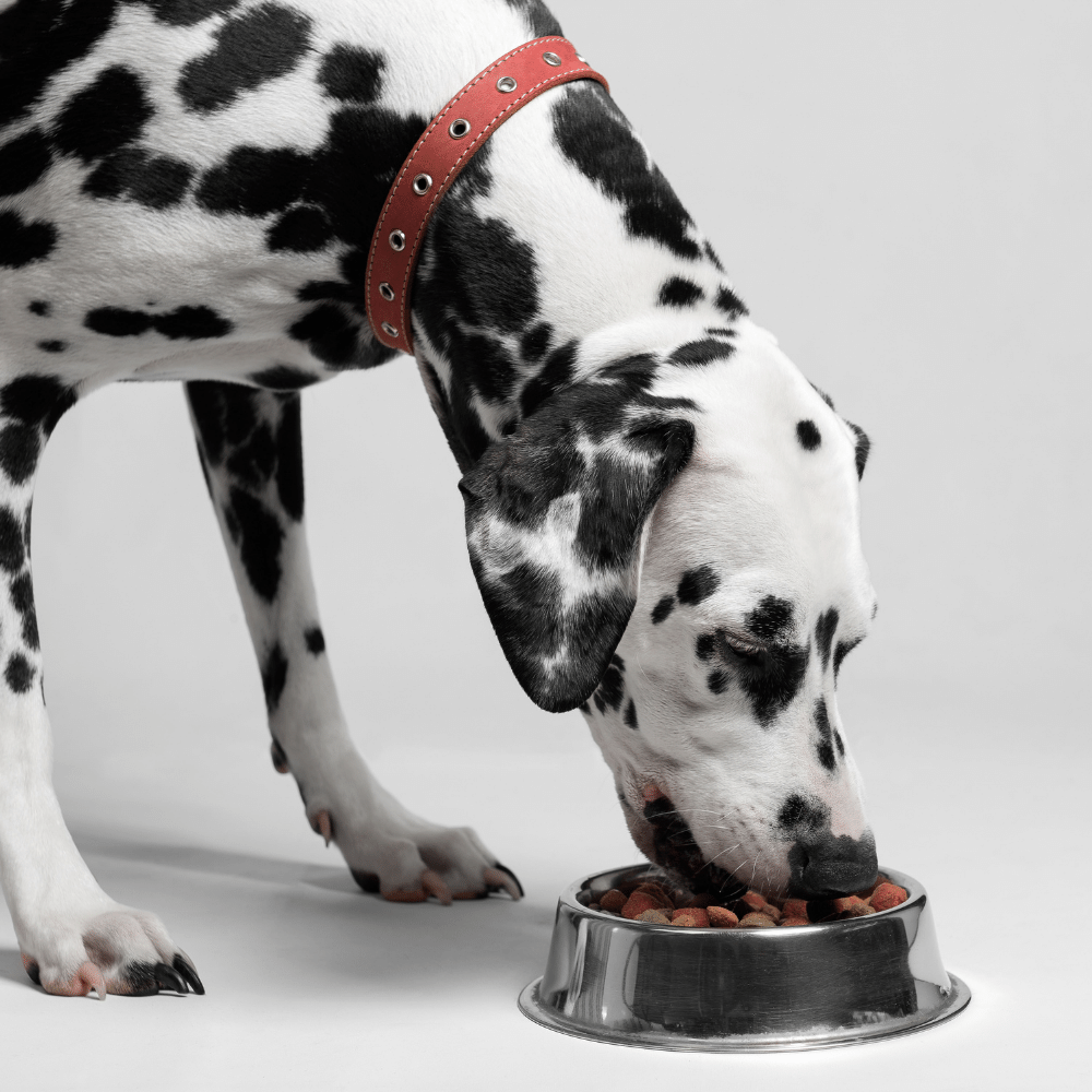 Slow Feeder Dog Bowls A Better Way To Feed Your Pet