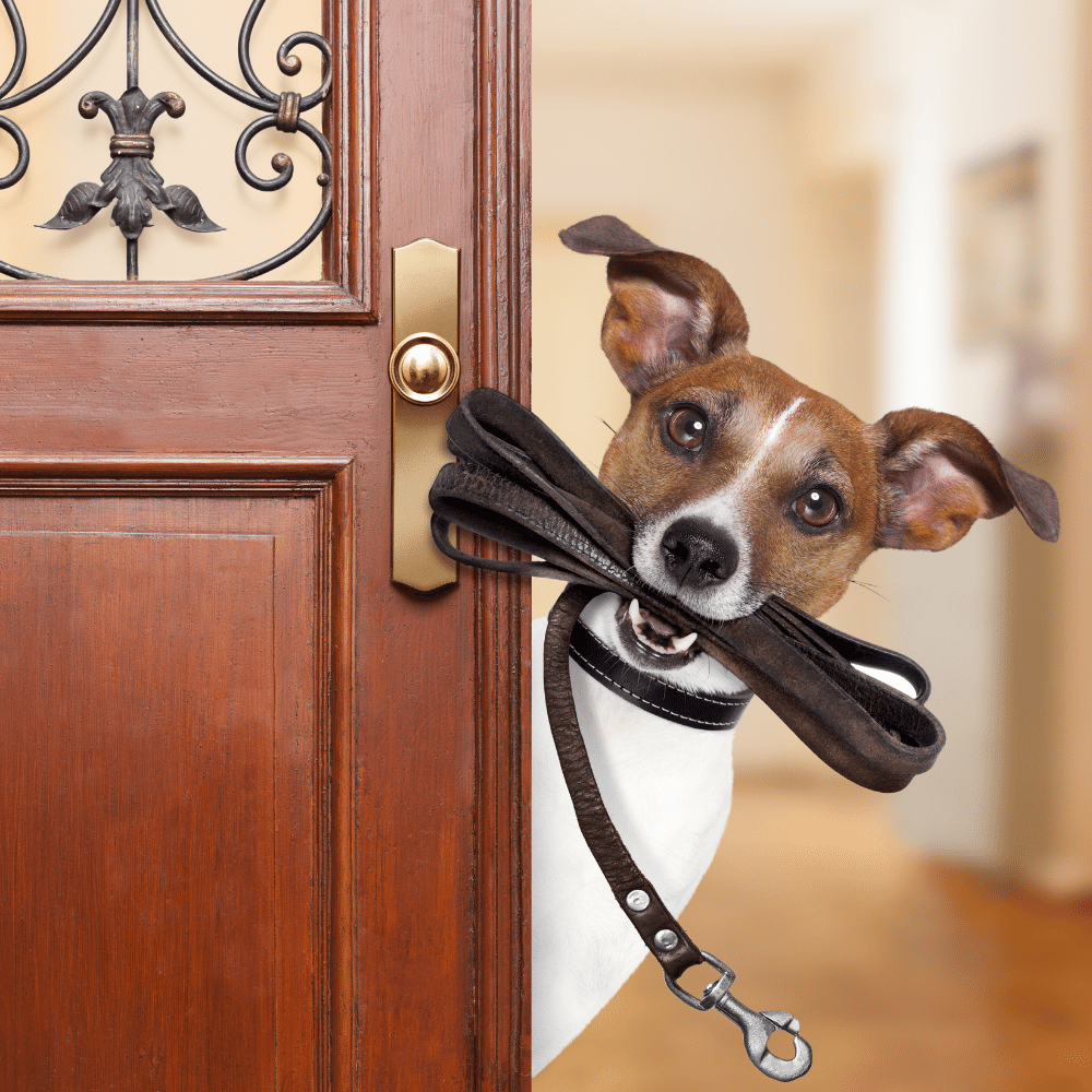 Storm Doors with Dog Doors