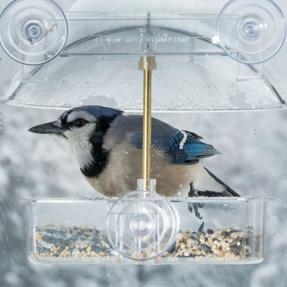 Benefits of Having a Window Bird Feeder?